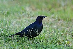 Brewer's Blackbird